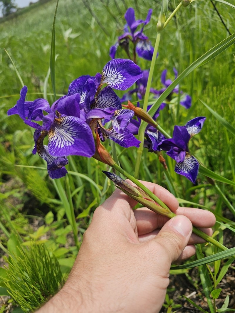 Blood Iris photo 2