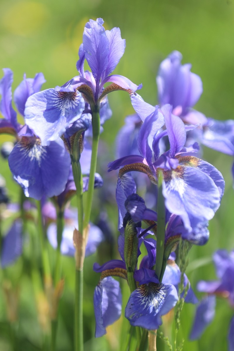 Blood Iris photo 3