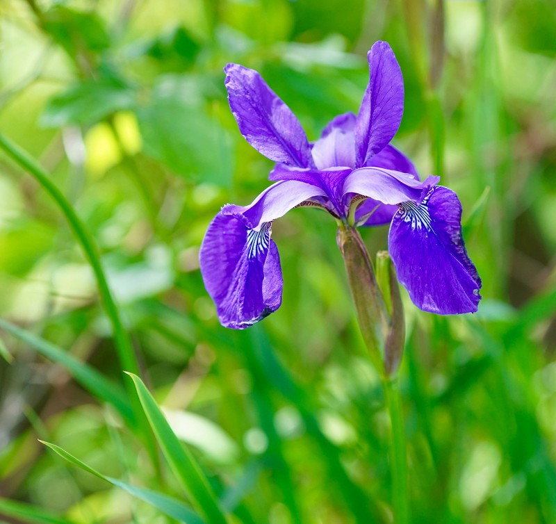 Blood Iris photo 4