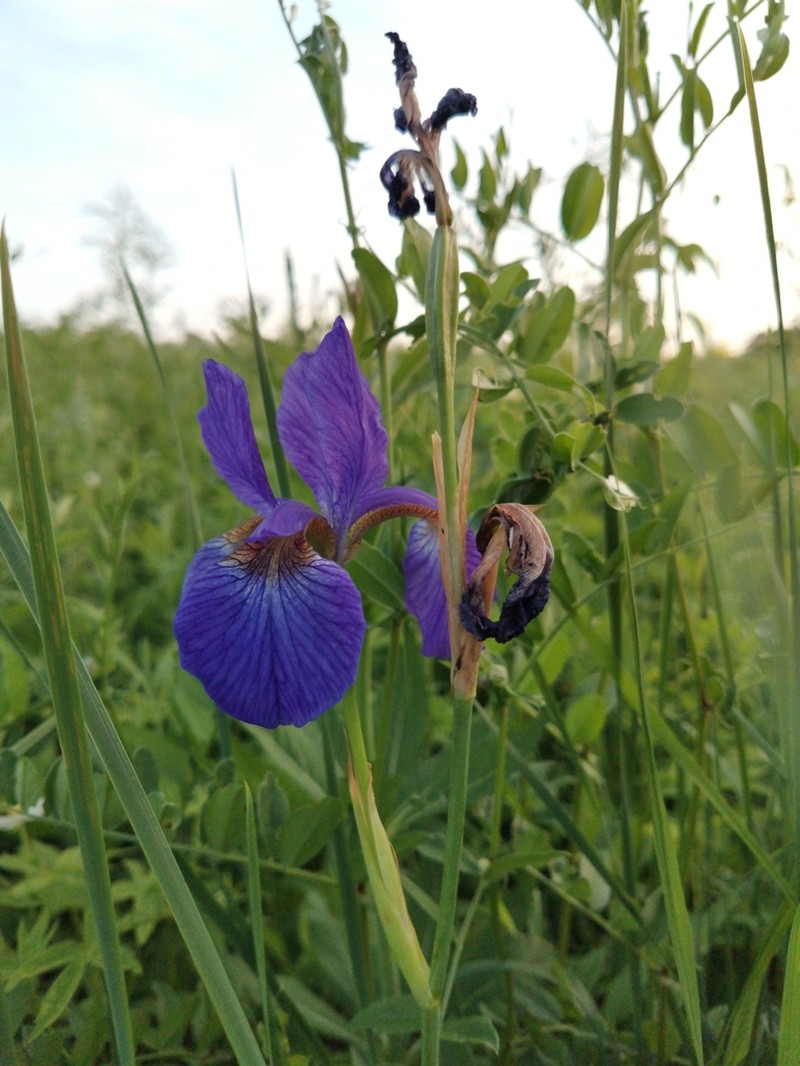 Blood Iris photo 6