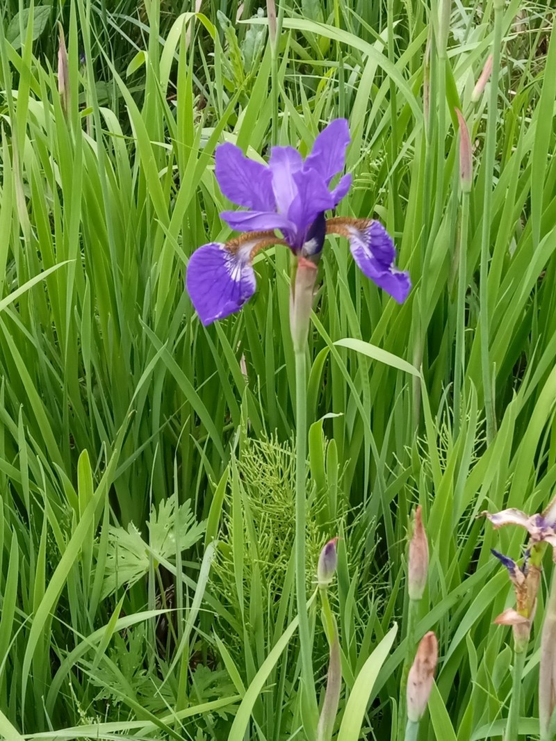 Blood Iris photo 7