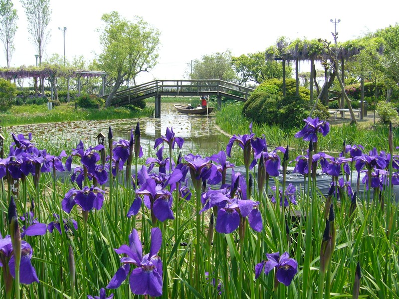 Blood Iris photo 2