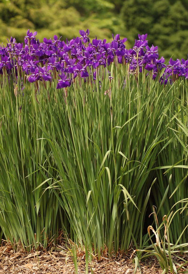 Blood Iris photo 3