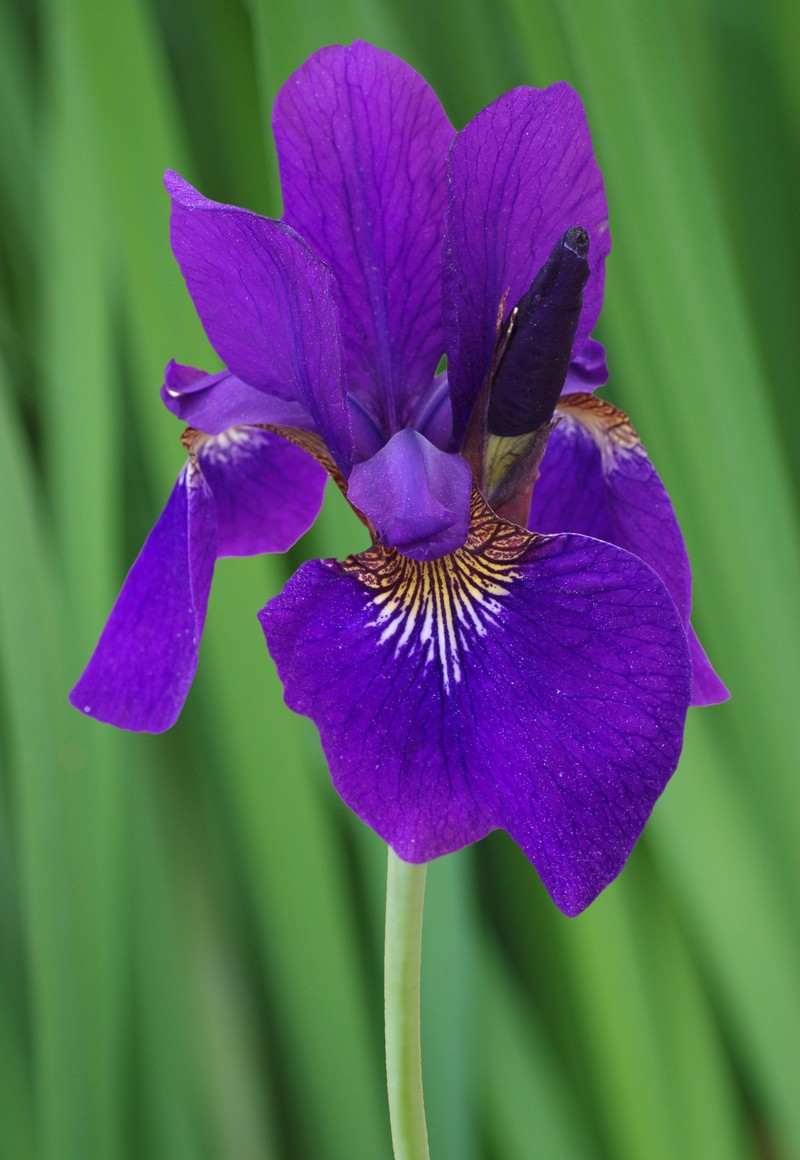 Blood Iris photo 4
