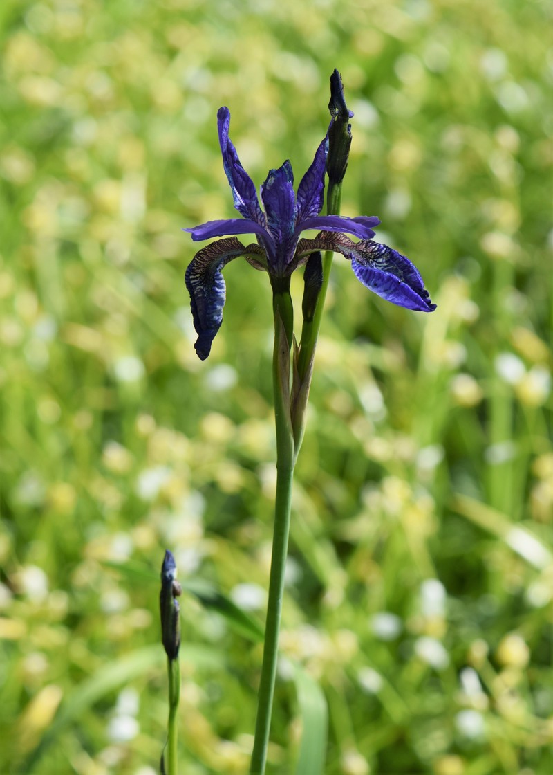 Blood Iris photo 5