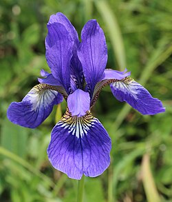 Blood Iris