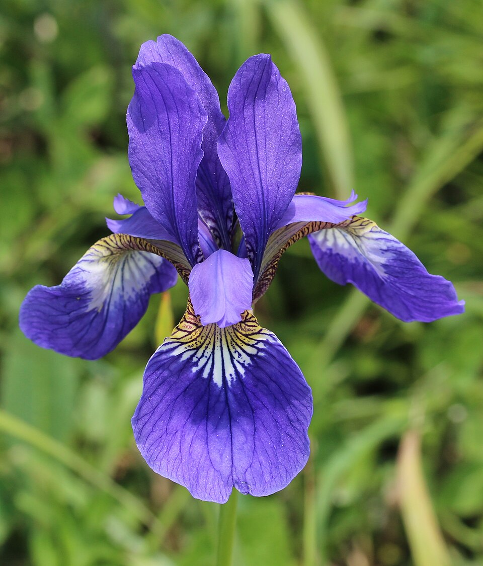 Blood Iris