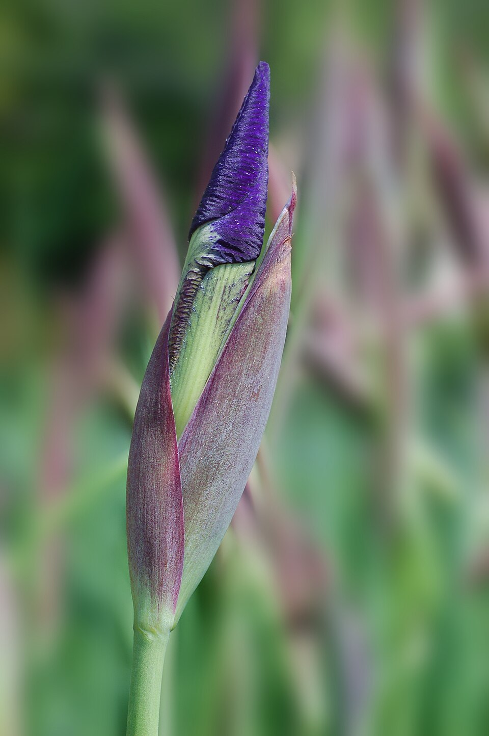 Blood Iris photo 6
