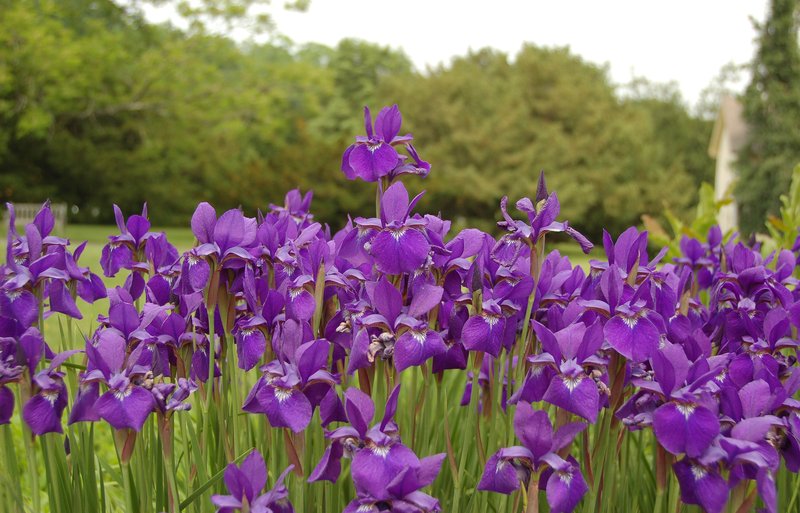 Blood Iris photo 7