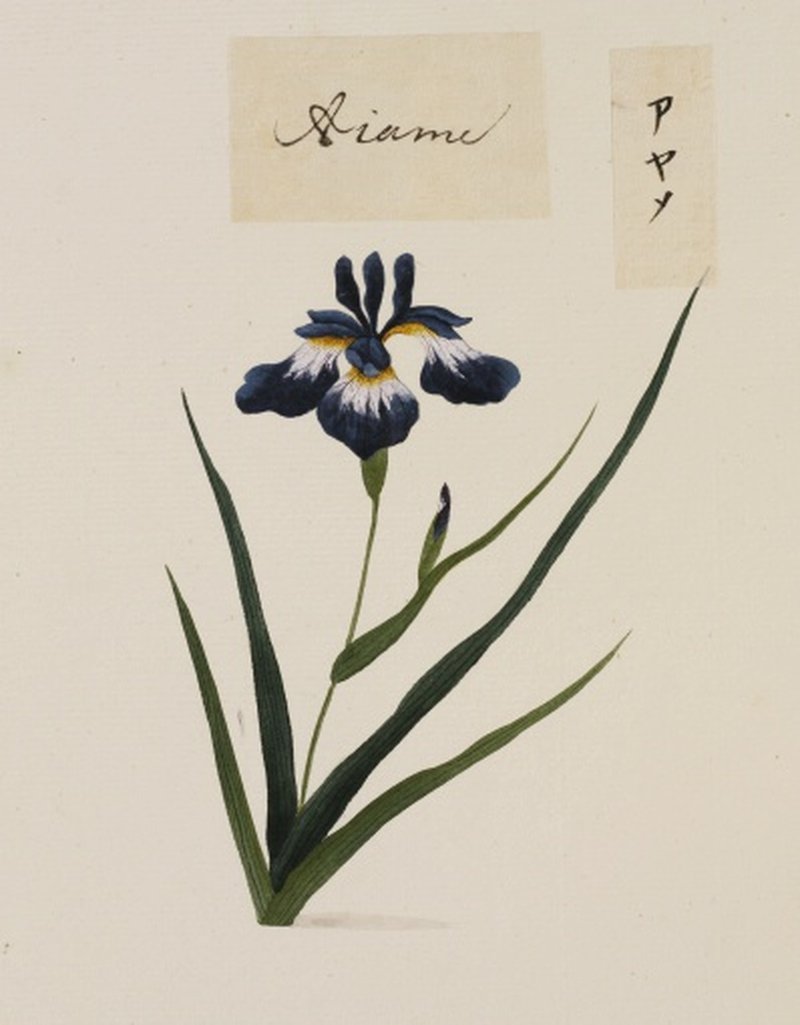 Blood Iris photo 8