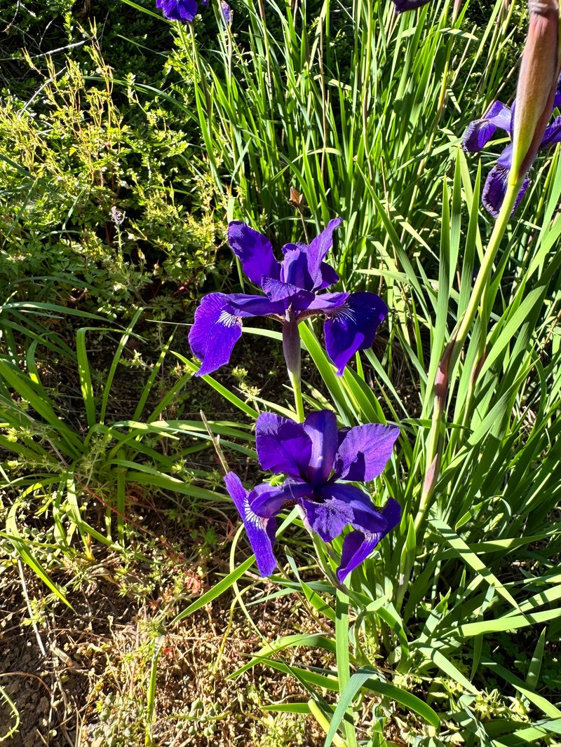 Blood Iris photo 9