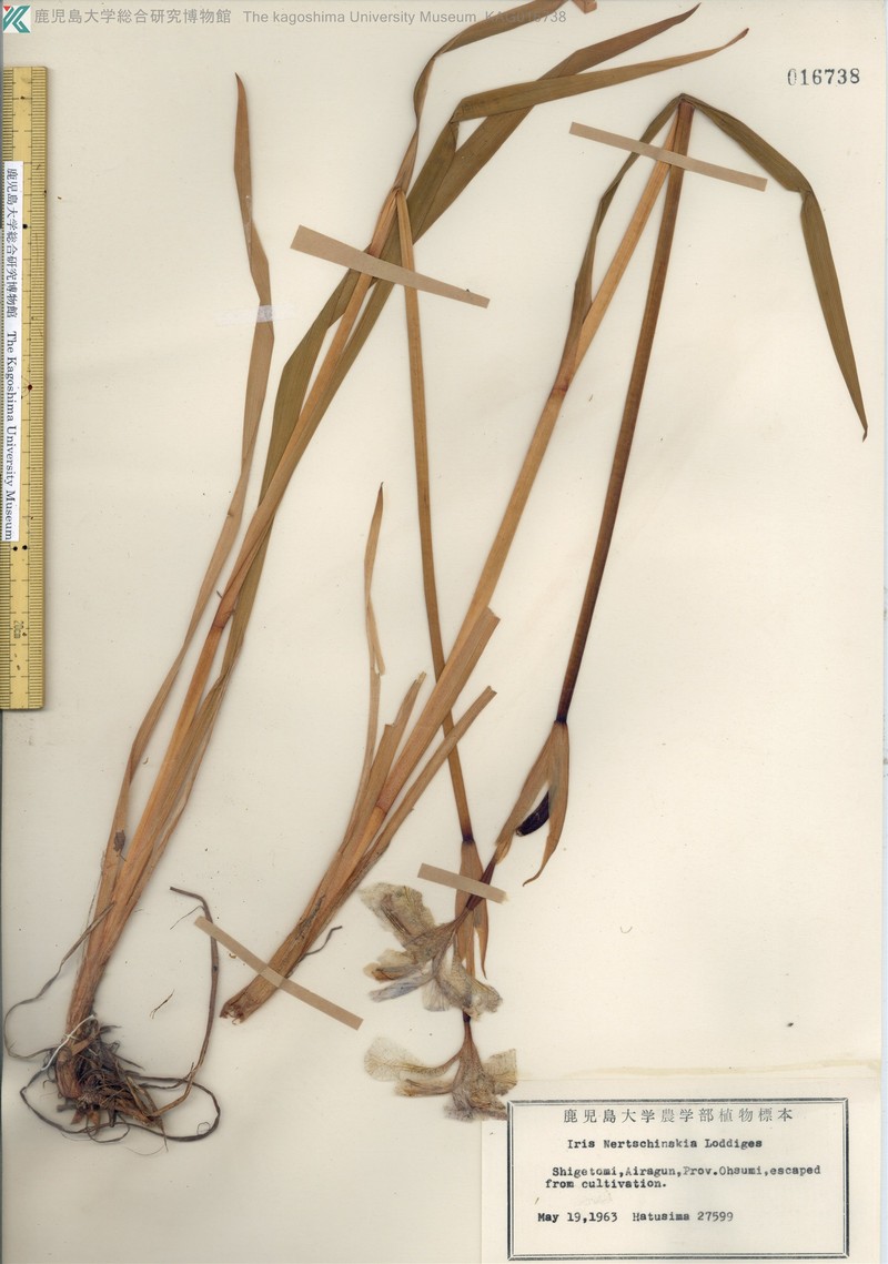 Iris sanguinea var. sanguinea photo 2