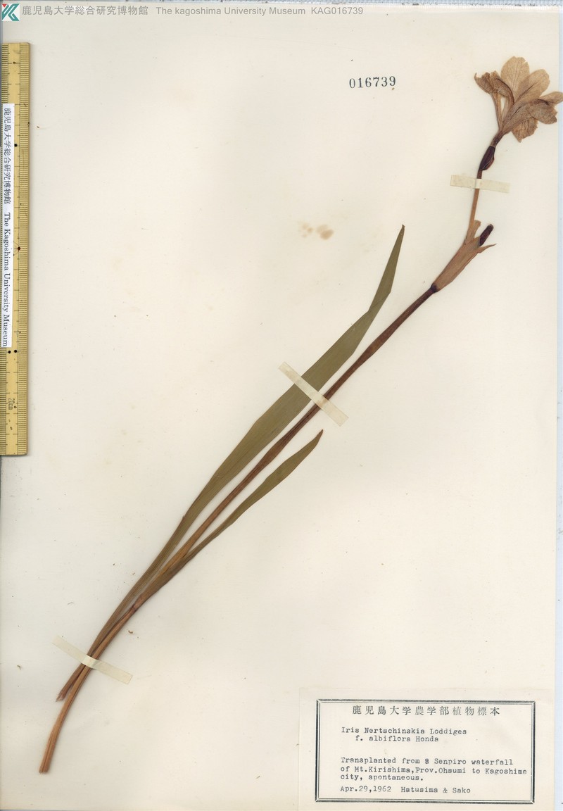 Iris sanguinea var. sanguinea photo 4