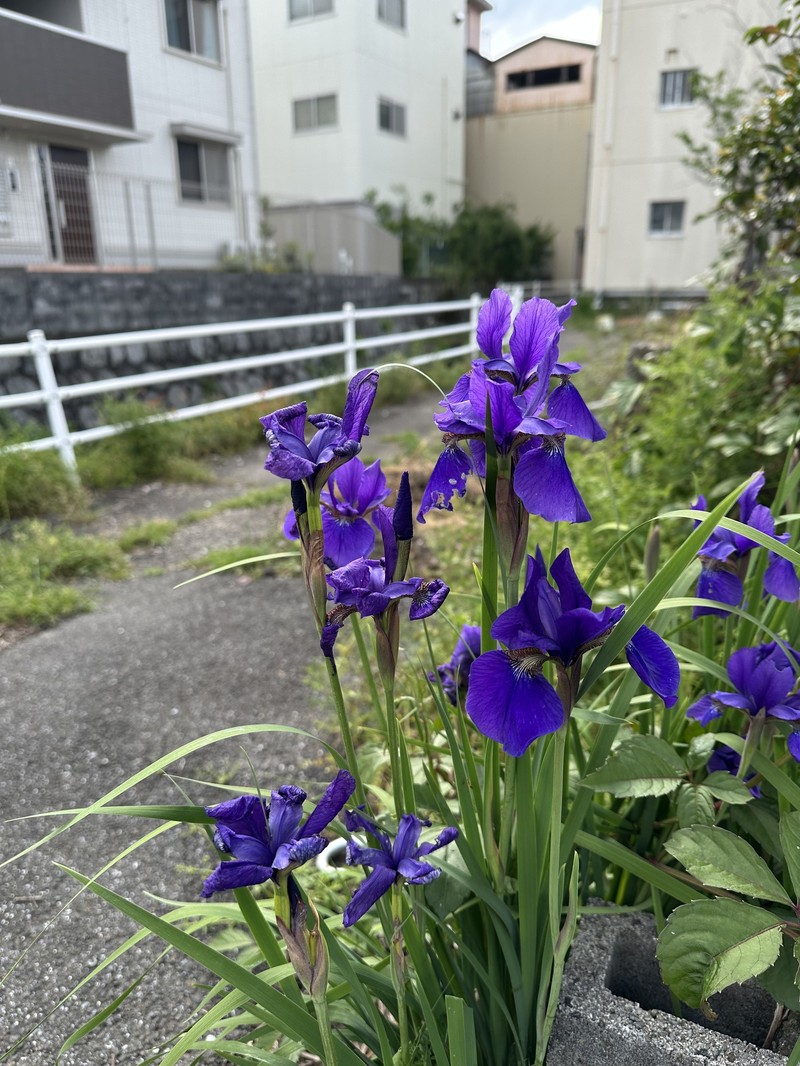 Iris sanguinea var. violacea