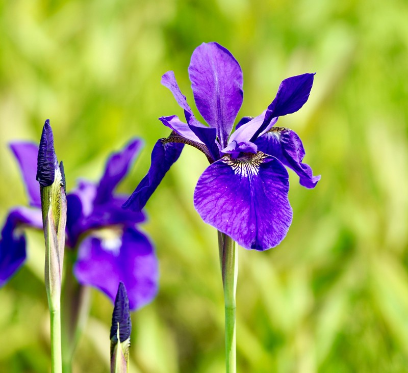 Iris sanguinea var. violacea photo 2