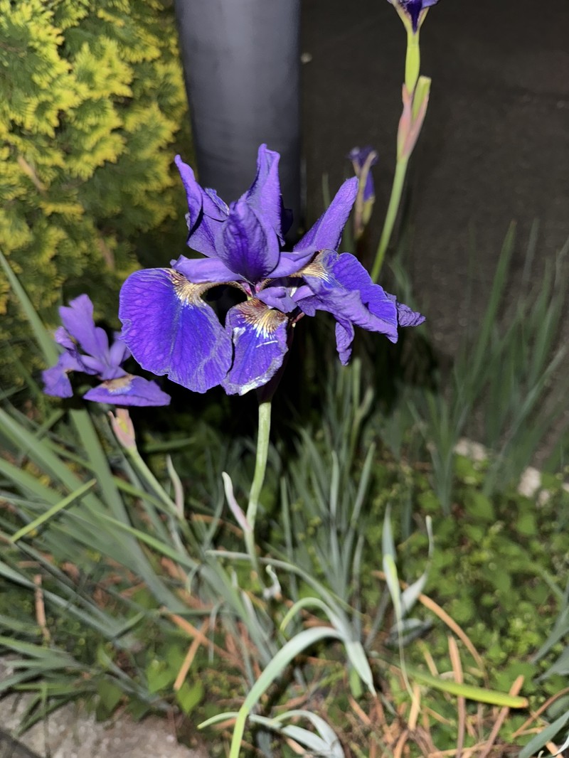 Iris sanguinea var. violacea photo 3