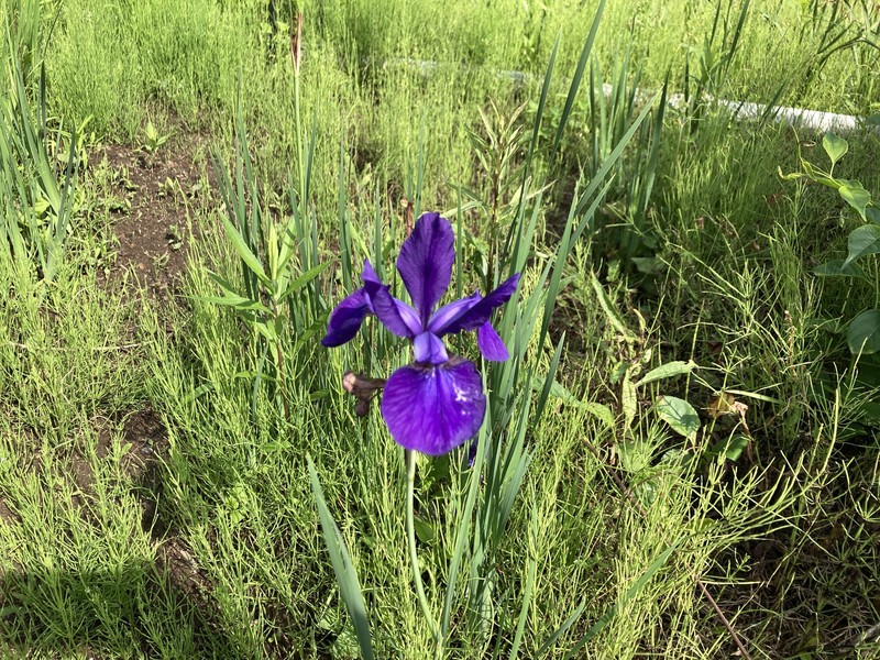 Iris sanguinea var. violacea photo 4