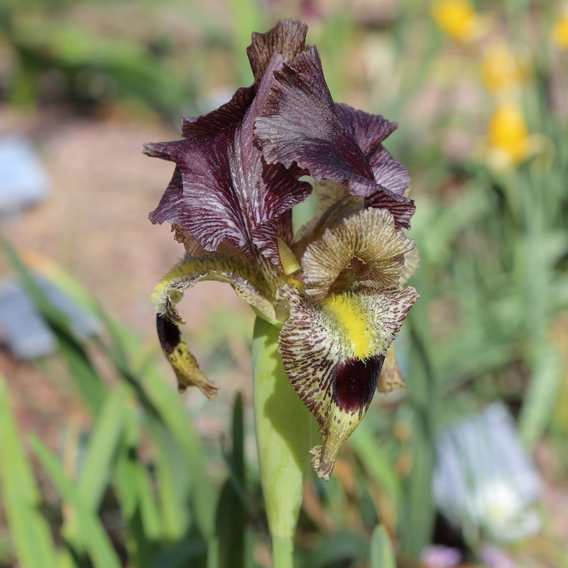 Iris sari