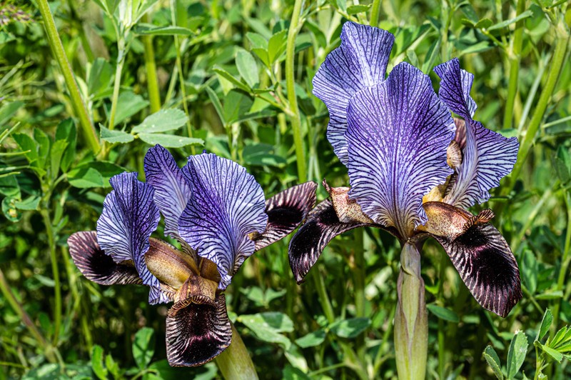 Iris sari photo 2