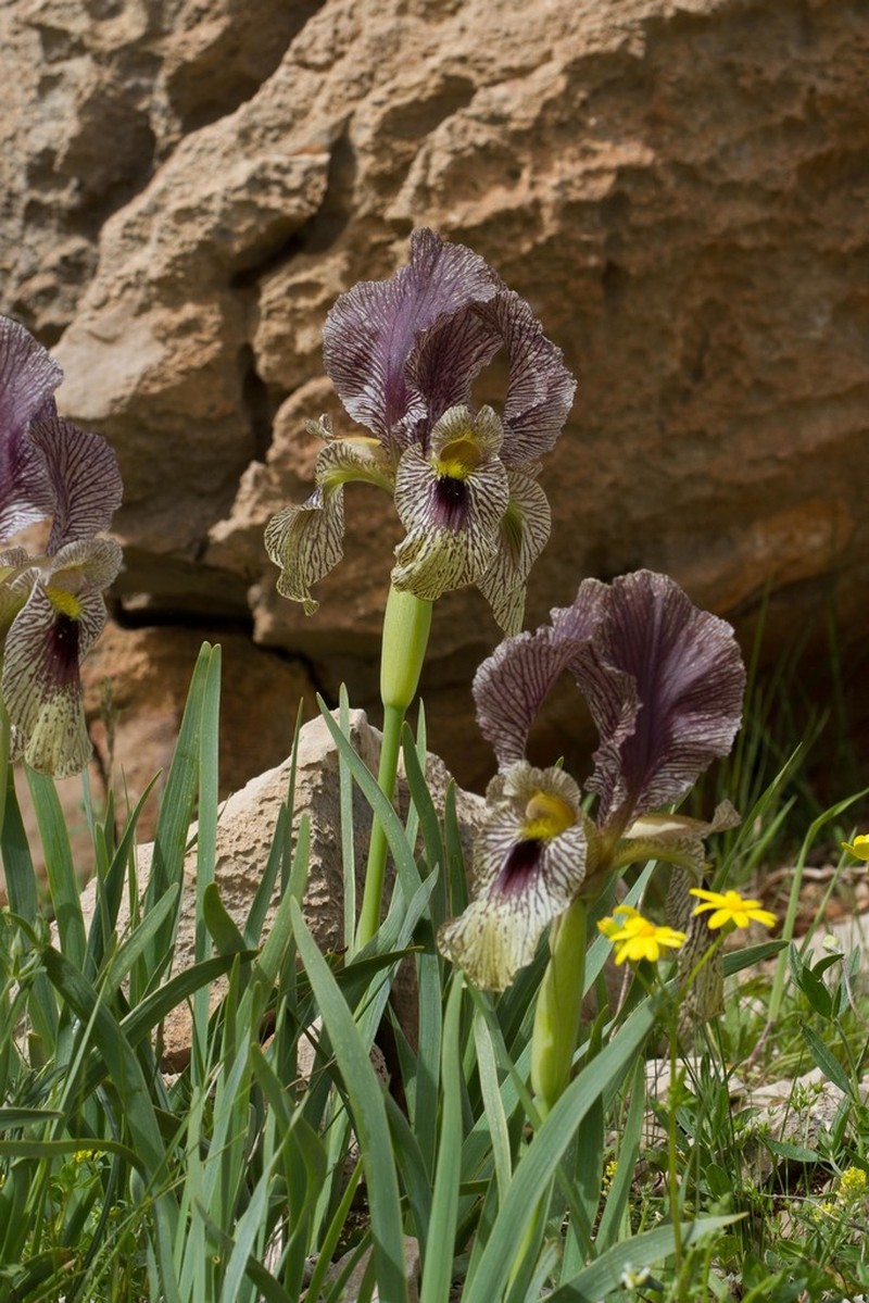 Iris sari photo 3
