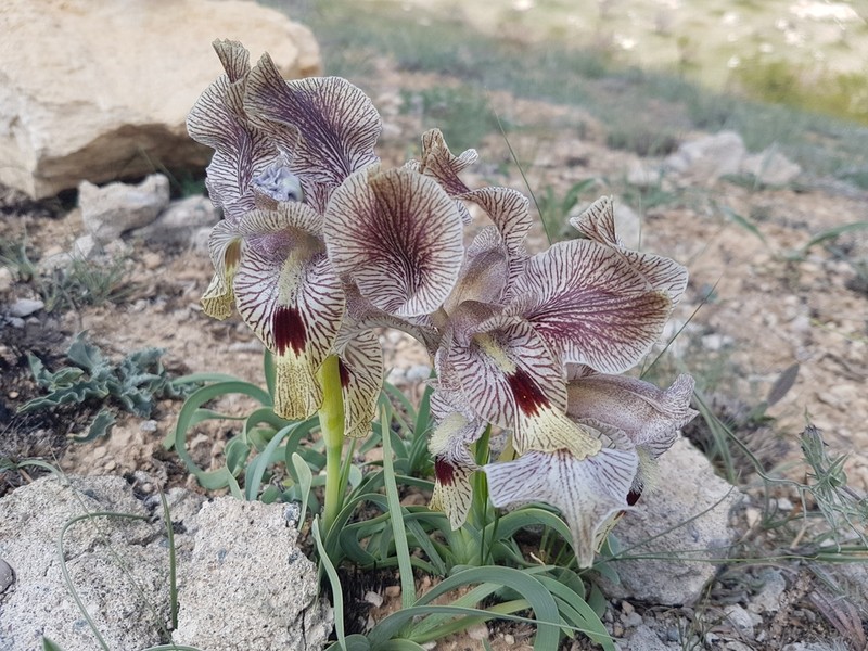Iris sari photo 4