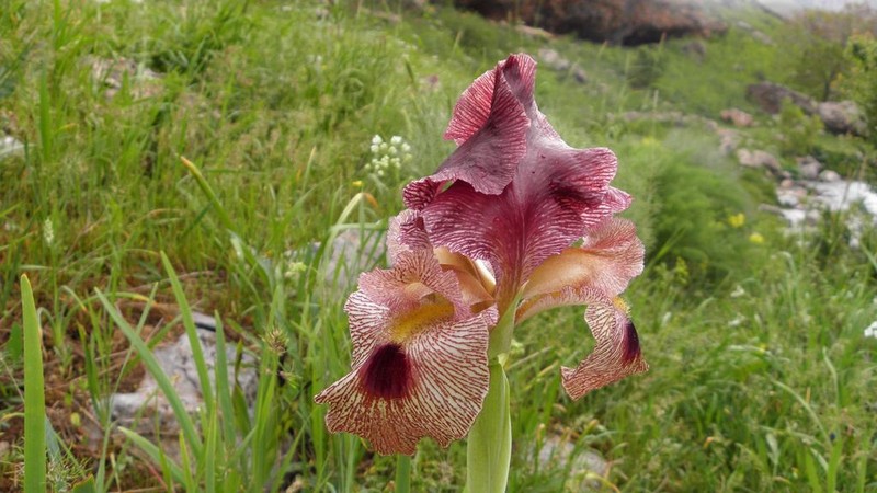 Iris sari photo 5