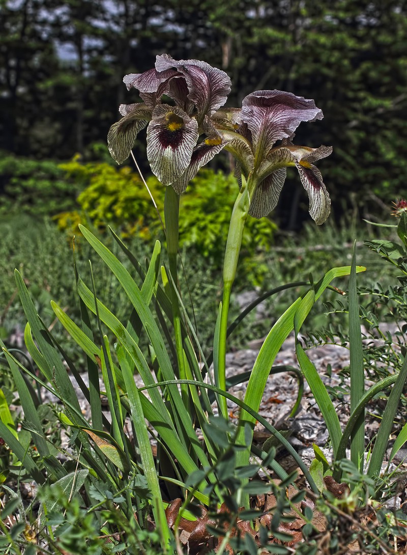 Iris sari photo 6
