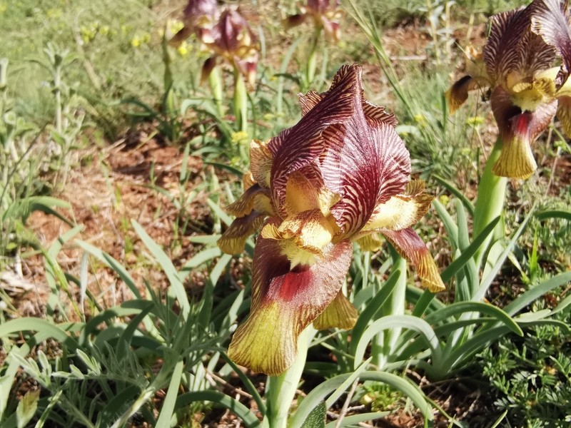 Iris sari photo 7