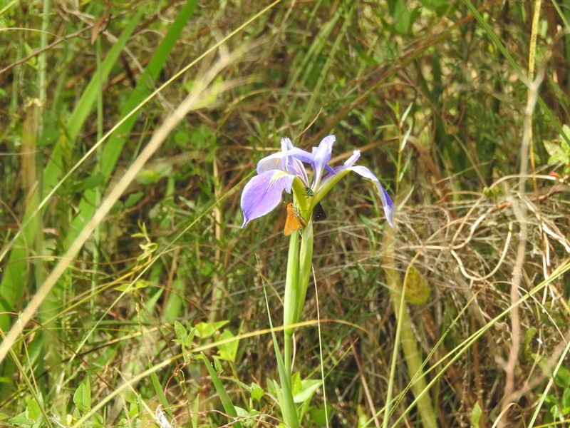 Iris savannarum