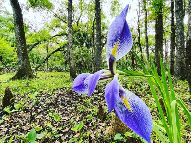 Iris savannarum photo 2