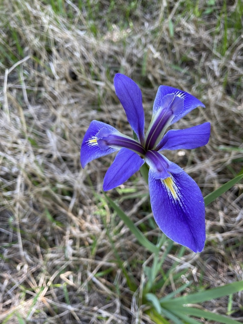 Iris savannarum photo 3