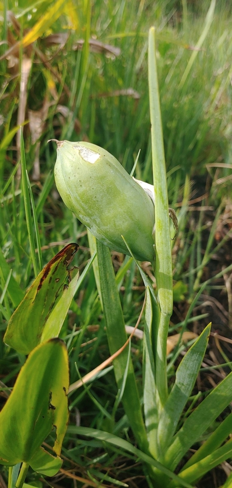 Iris savannarum photo 4