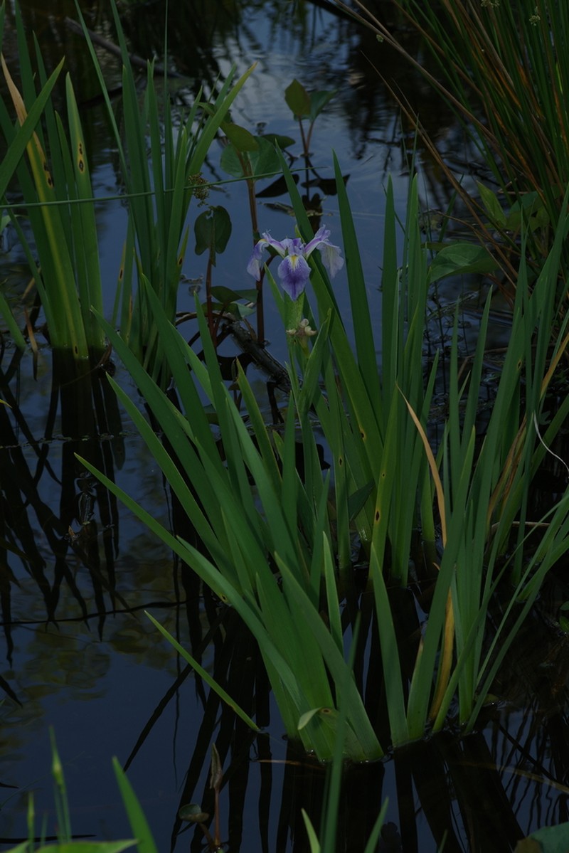 Iris savannarum photo 5
