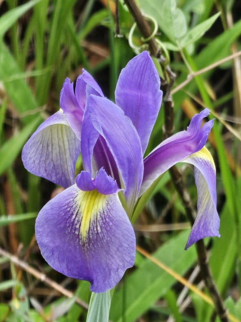 Iris savannarum photo 7