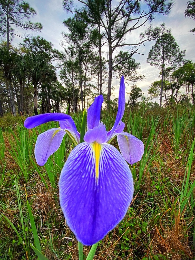 Iris savannarum photo 8