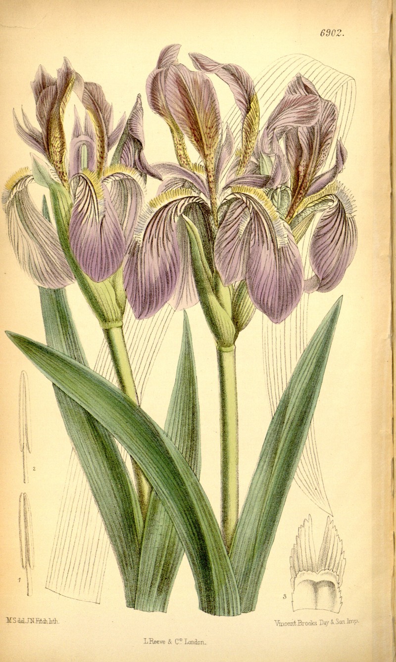 Iris scariosa