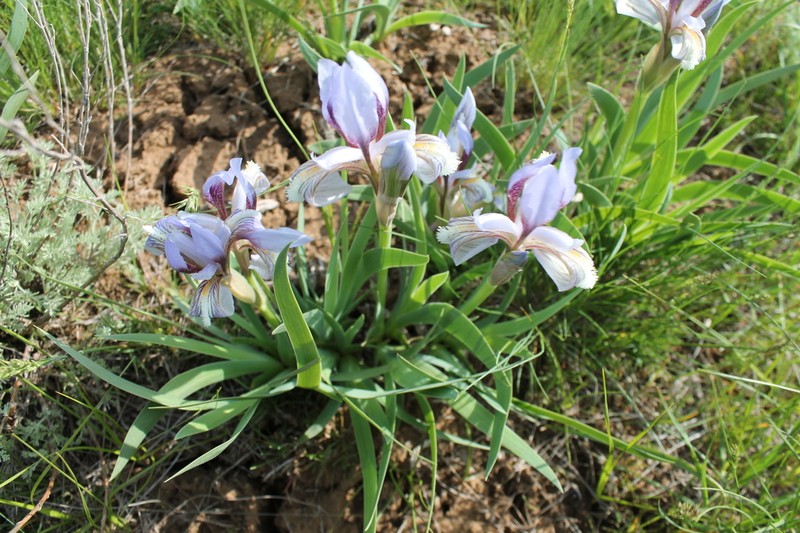 Iris scariosa photo 2