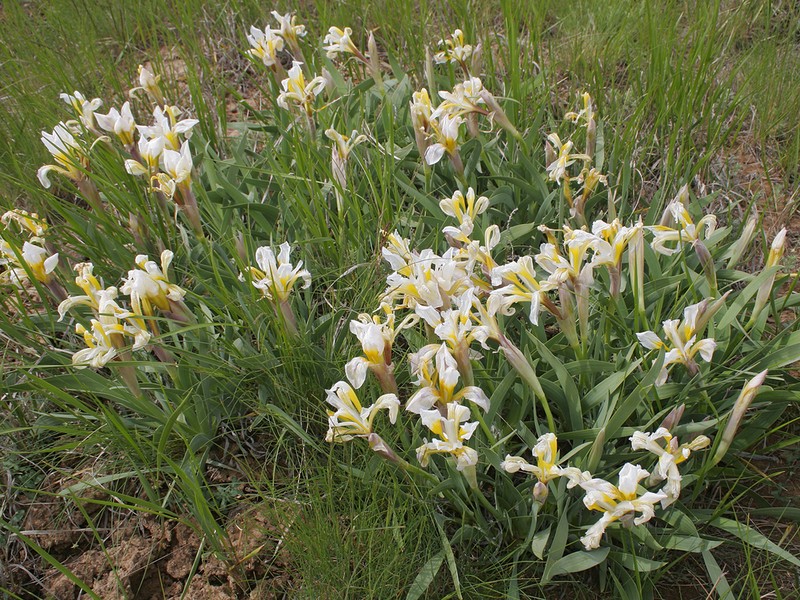 Iris scariosa photo 3