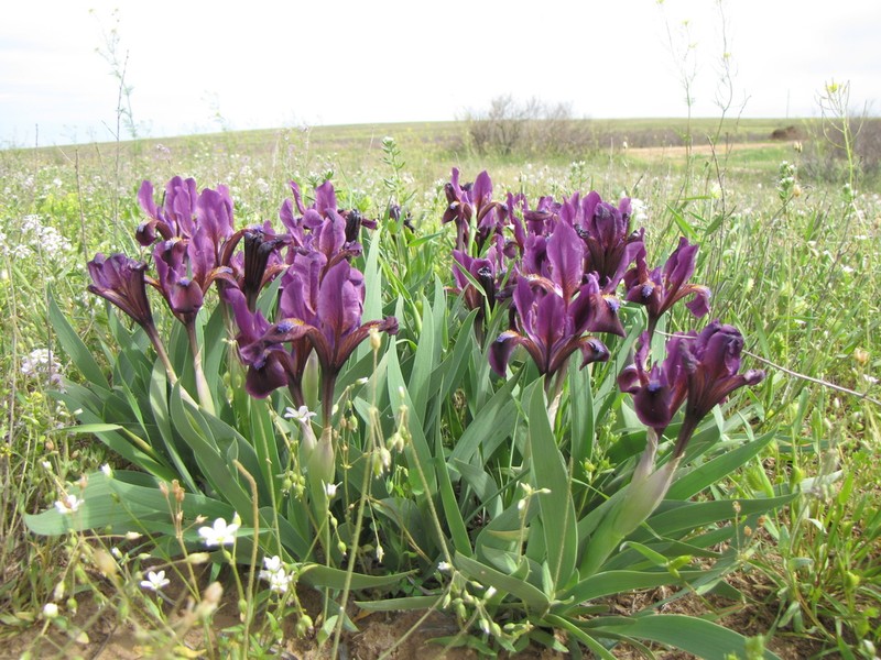 Iris scariosa photo 4