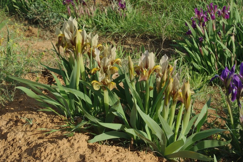 Iris scariosa photo 5
