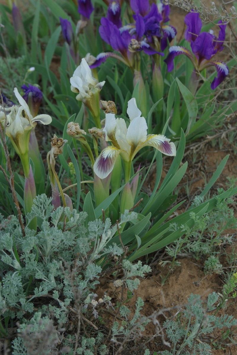 Iris scariosa photo 6