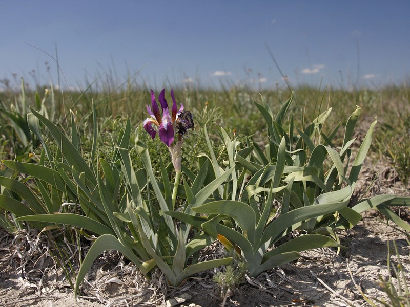 Iris scariosa photo 7