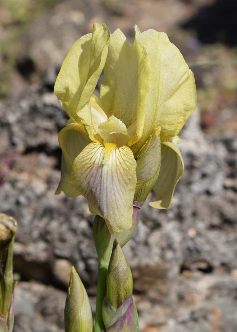 Iris schachtii