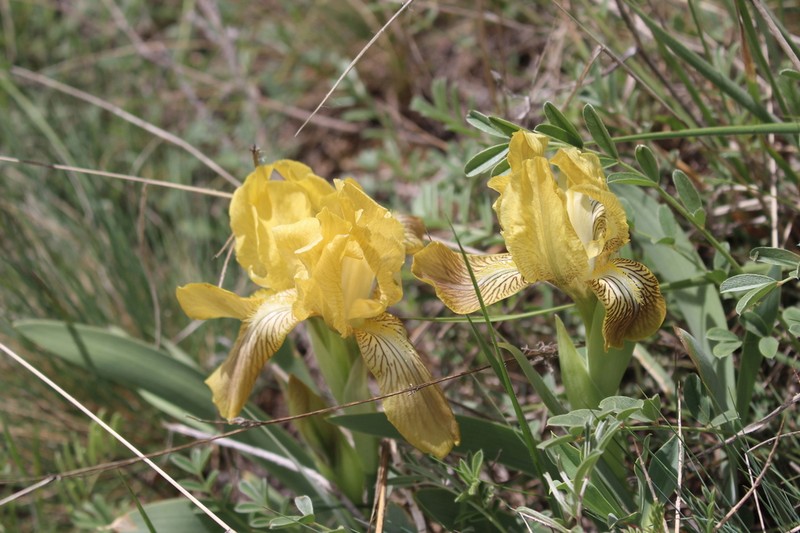 Iris schachtii photo 2