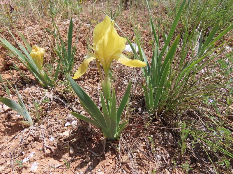 Iris schachtii photo 3