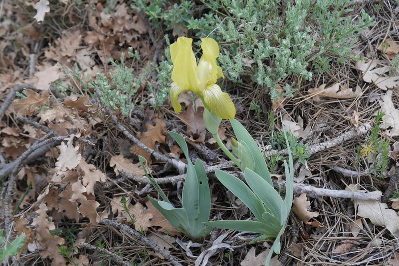 Iris schachtii photo 4