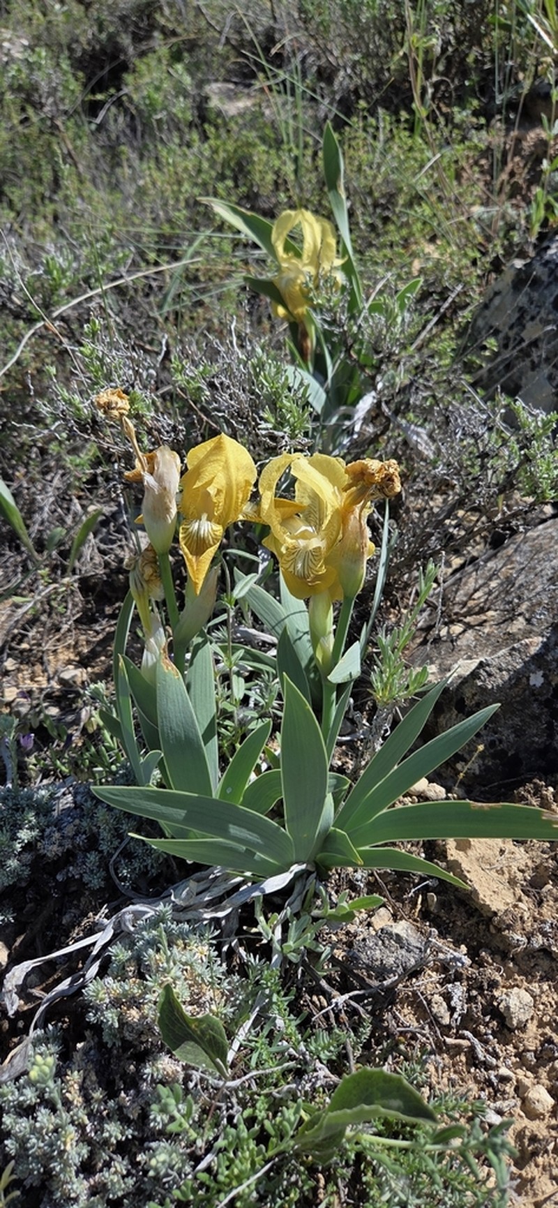 Iris schachtii photo 5