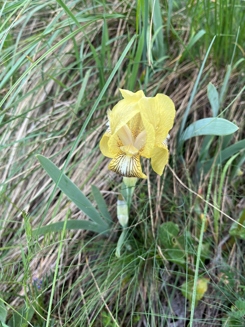 Iris schachtii photo 6
