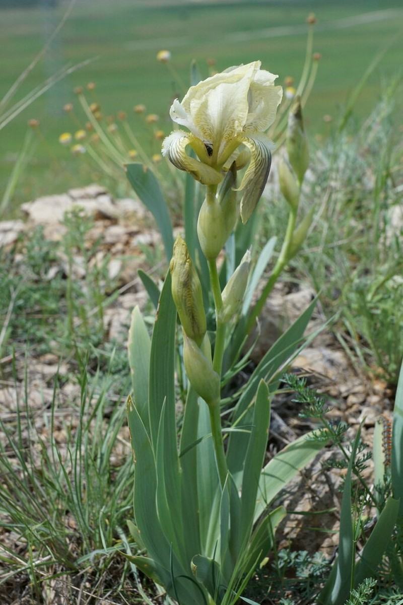 Iris schachtii photo 7