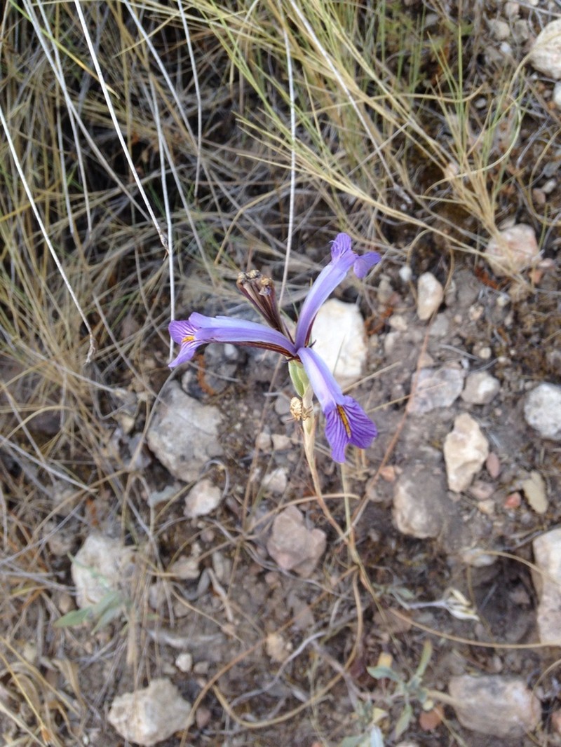 Iris serotina photo 2